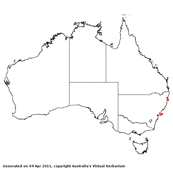 Ancistrachne maidenii AVH 2011