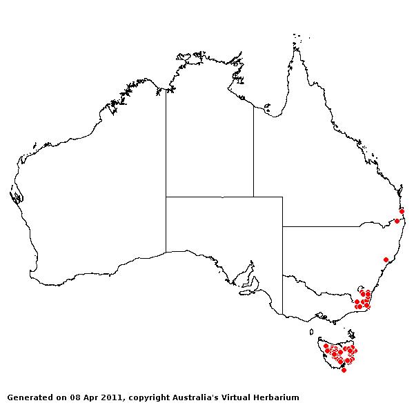 Australopyrum pectinatum AVH 2011