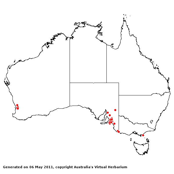Pentameris pallida AVH 2011