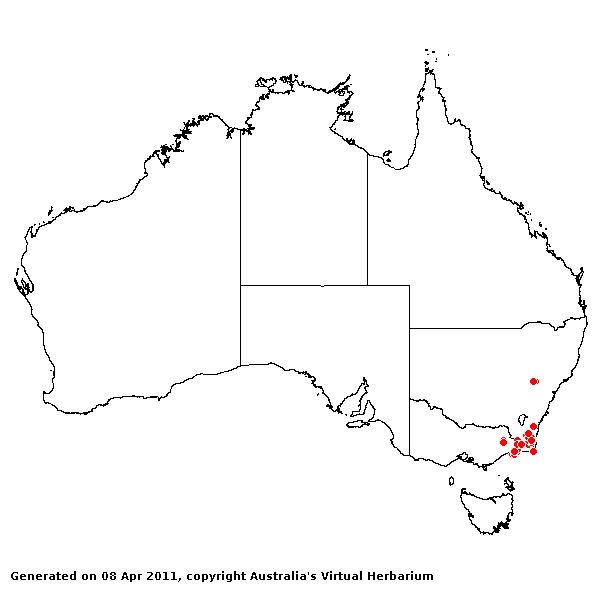 Australopyrum retrofractum AVH 2011