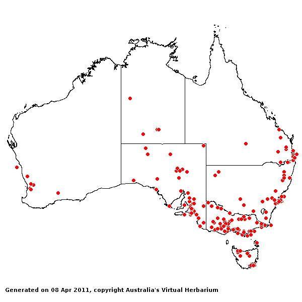 Avena sativa AVH 2011