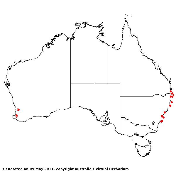 Phalaris angusta AVH 2011