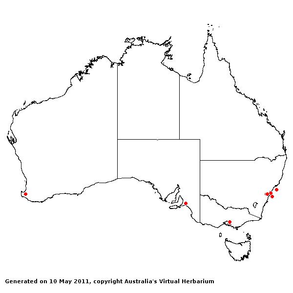 Phalaris arundinacea var. picta AVH 2011