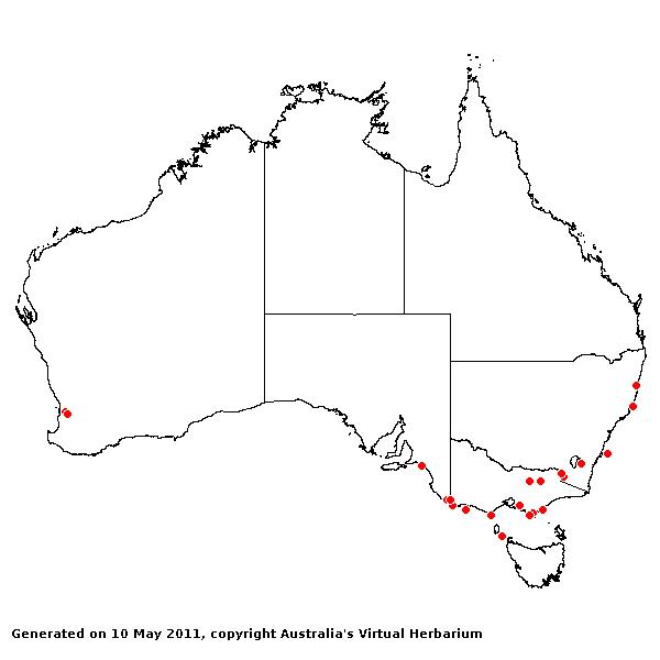 Phalaris arundinacea var. arundinacea AVH 2011