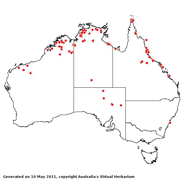 Phragmites karka AVH 2011