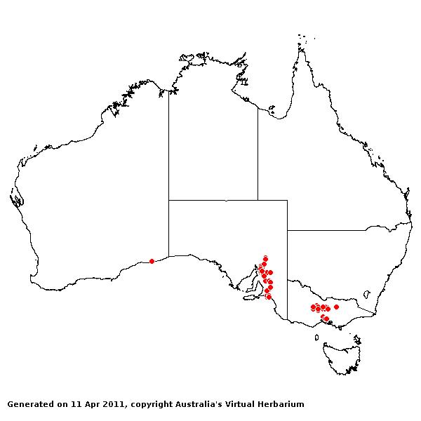 Austrostipa breviglumis AVH 2011