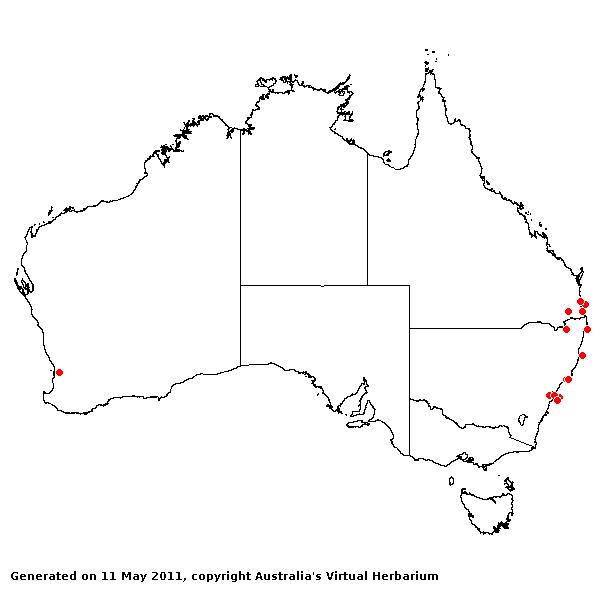 Phyllostachys aurea AVH 2011