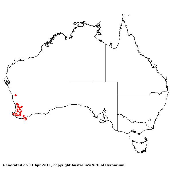 Austrostipa campylachne AVH 2011