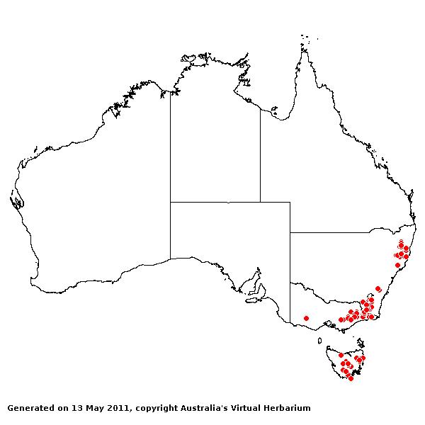 Poa costiniana AVH 2011
