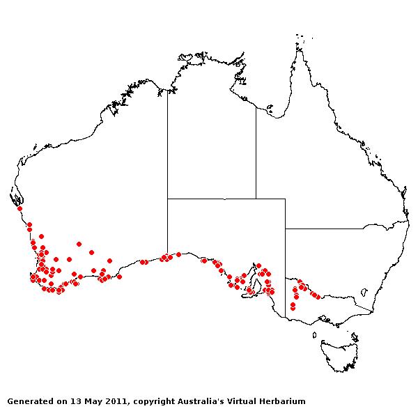 Poa drummondiana AVH 2011