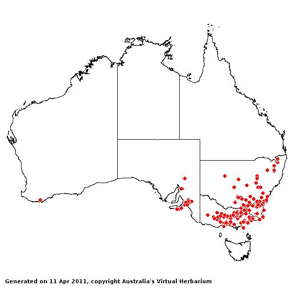 Austrostipa densiflora AVH 2011