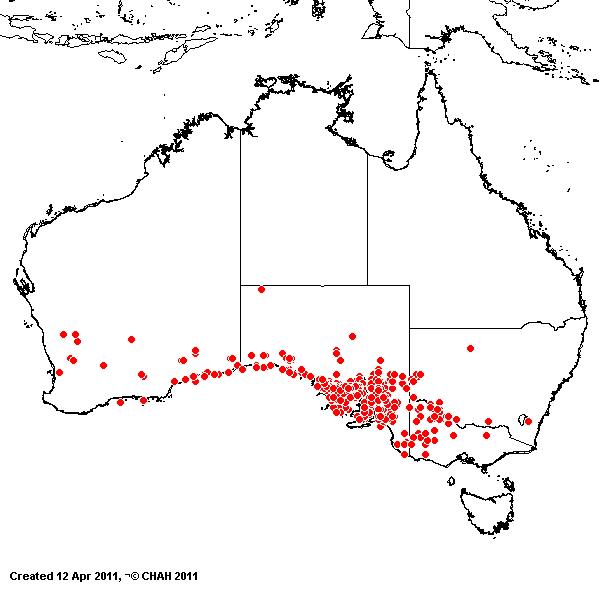 Austrostipa eremophila AVH 2011
