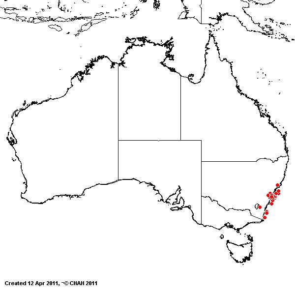 Briza subaristat AVH 2011