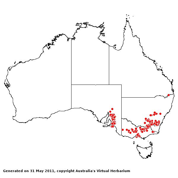 Rytidospermum auriculatum AVH 2011