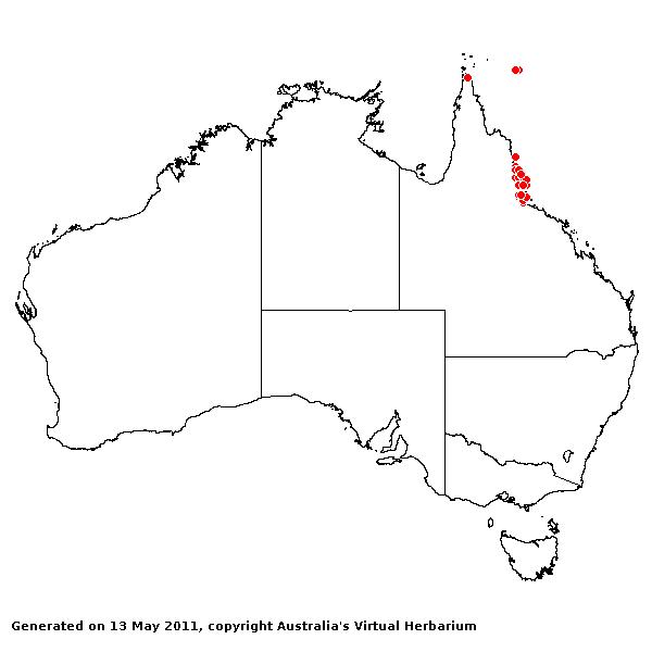 Pogonatherum crinitum AVH 2011