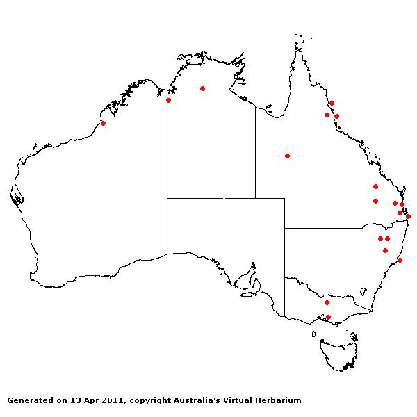 Cenchrus americanus AVH 2011