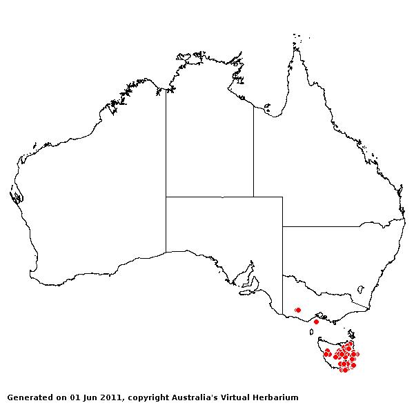Rytidospermum dimidiatum AVH 2011
