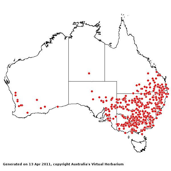 Chloris truncata AVH 2011