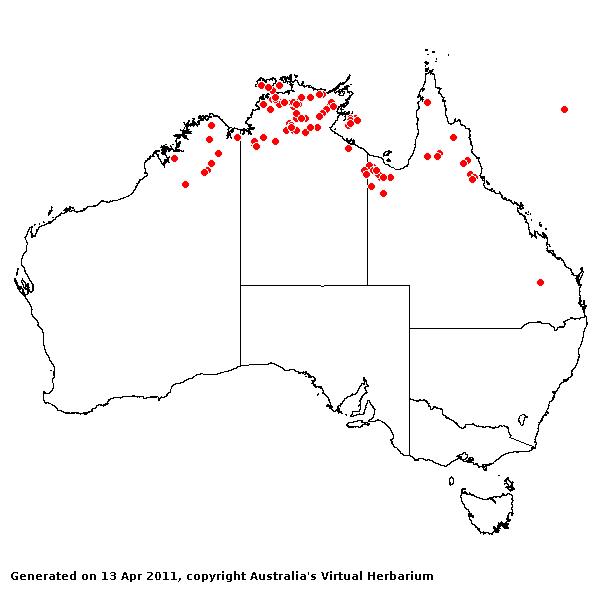 Chrysopogon oliganthus AVH 2011