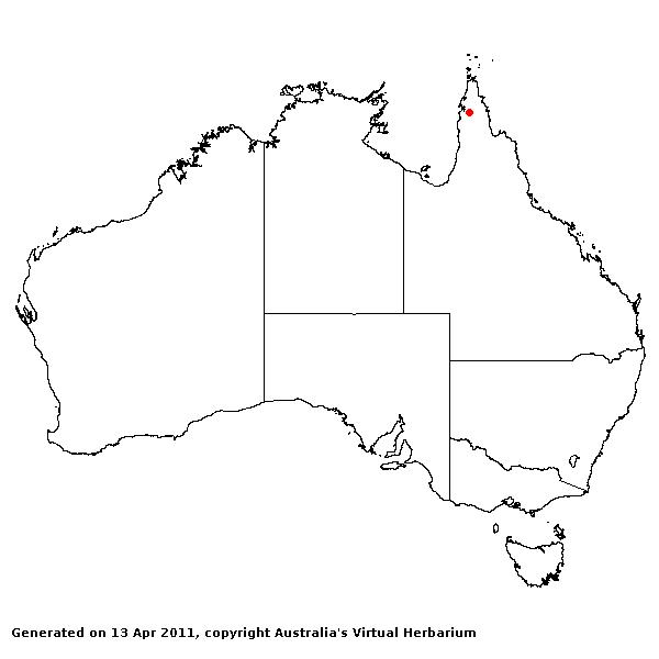 Coix lingulata AVH 2011