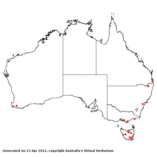 Cortaderia jubata AVH 2011