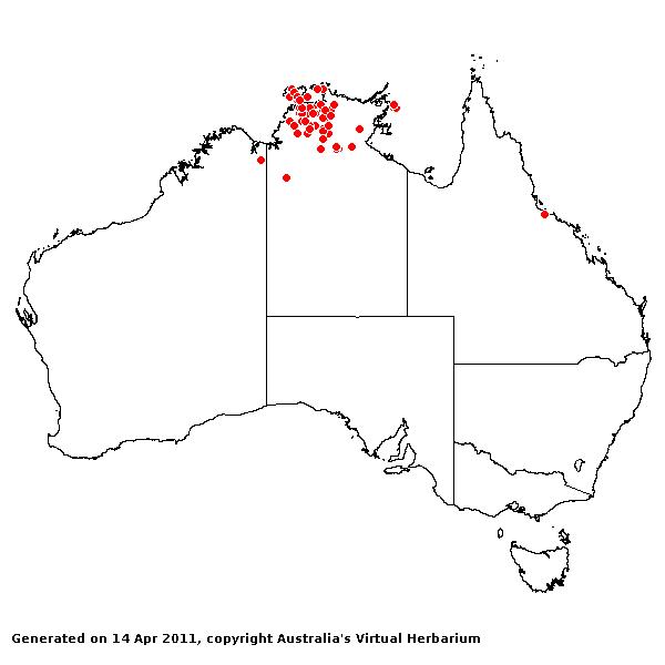 Cynodon radiatus AVH 2011