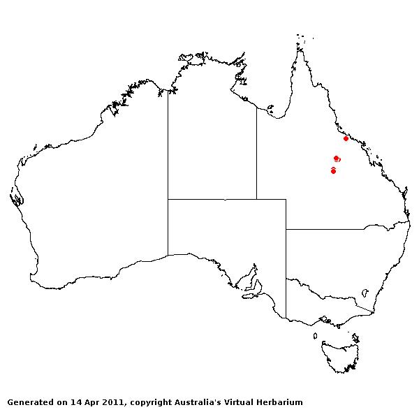 Dactyloctenium buchananensis AVH 2011