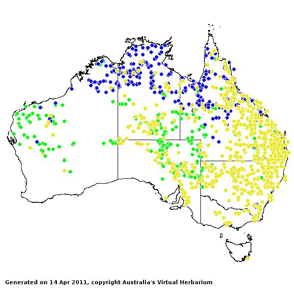 Dichanthium sericeum AVH 2011