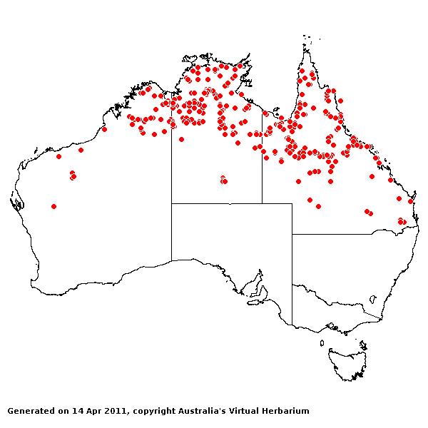 D. sericeum subsp. polystachyum AVH 2011