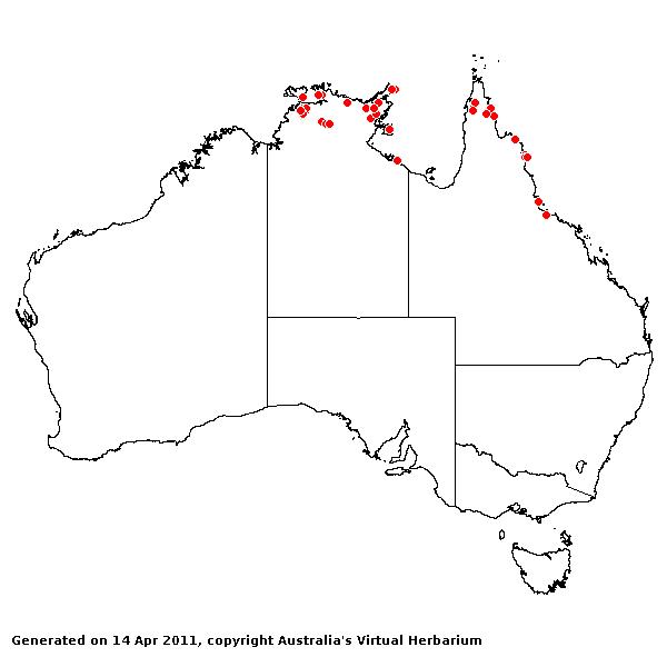 Dimeria acinaciformis avh