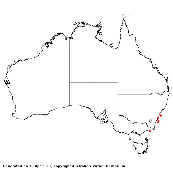 Deyeuxia mesathera AVH 2011