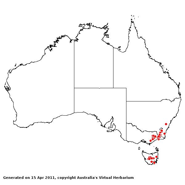 Deyeuxia carinata AVH 2011