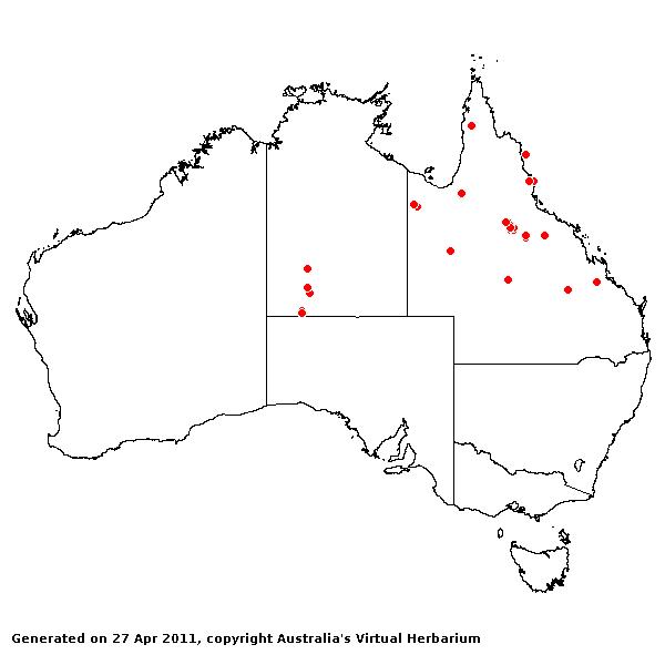 Eragrostis sterilis AVH 2011