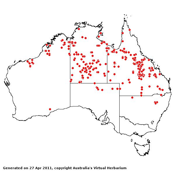 Eragrostis speciosa AVH 2011