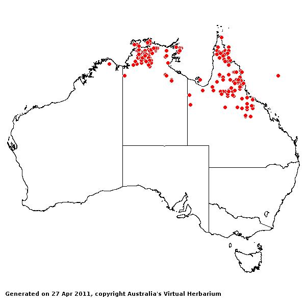 Eragrostis schultzii AVH 2011