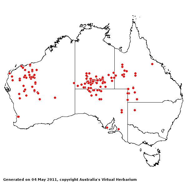 Paspalidium clementii AVH 2011
