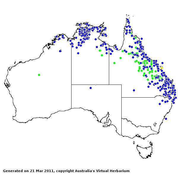 Alloteropsis AVH 2011
