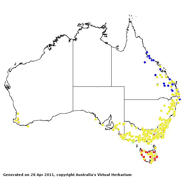 Hemarthria uncinata AVH 2011