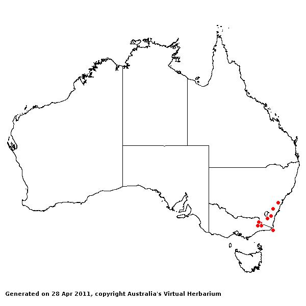 Hookerochloa eriopoda AVH 2011