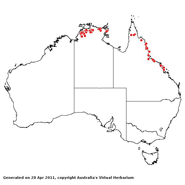Hymenachne acutigluma AVH 2011