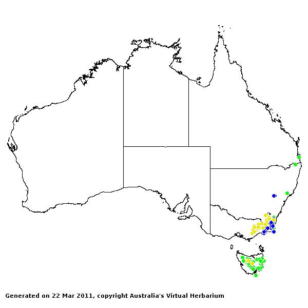Australopyrum AVH 2011