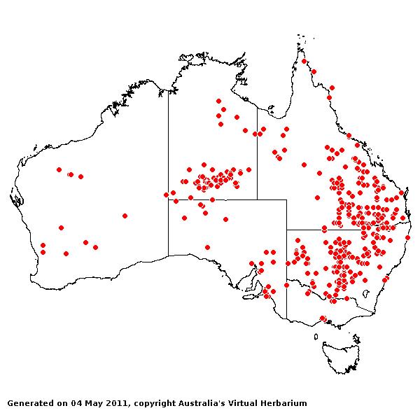 Paspalidium constrictum AVH 2011