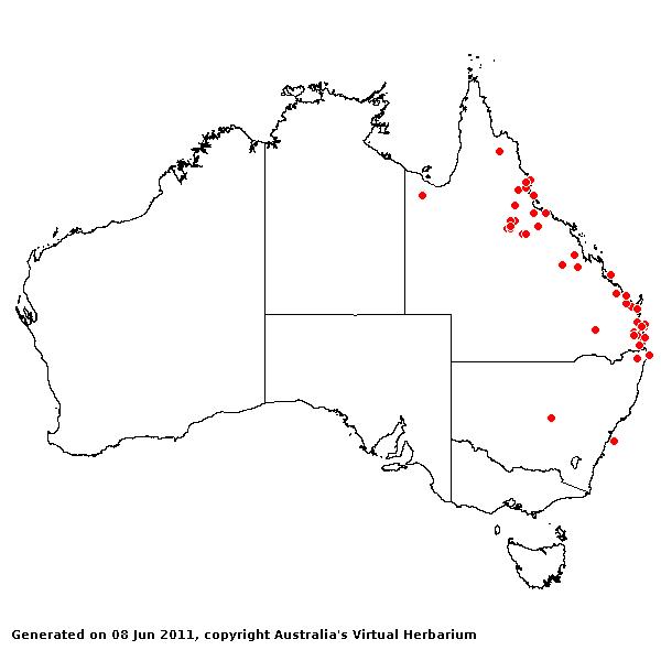 Sporobolus sessilis AVH 2011