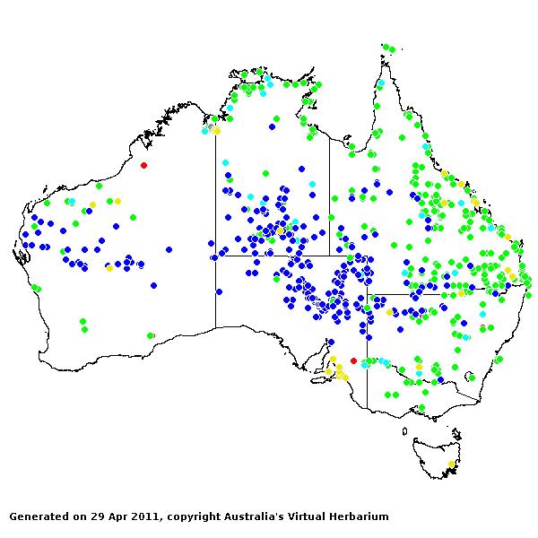Leptochloa fusca AVH 2011