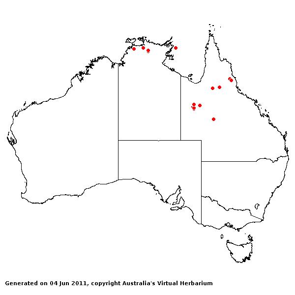 Schizachrium perplexum AVH 2011