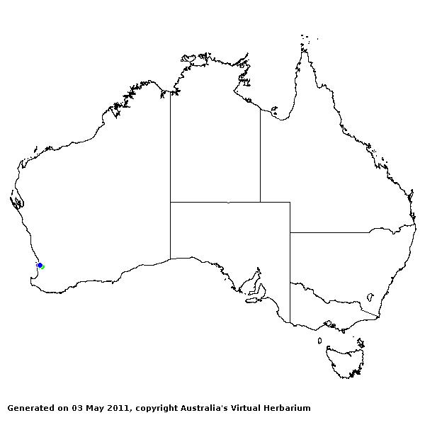 Lachnagrostis nesomytica AVH 2011