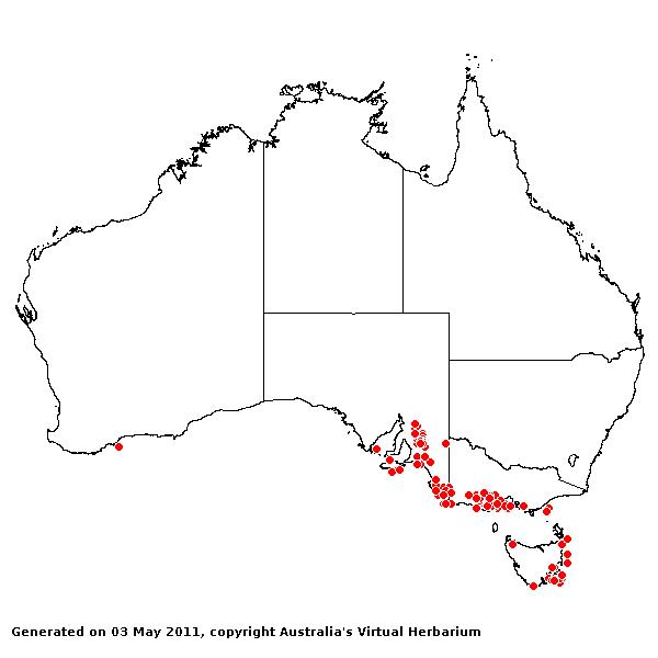 Lachnagristis rubusta AVH 2011