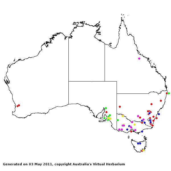 Panicum capillare AVH 2011