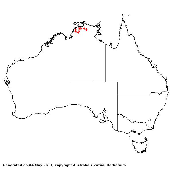 Panicum luzonense AVH 2011