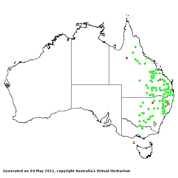 Panicum queenslandicum AVH 2011